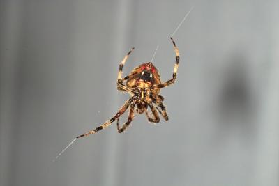 IMG06693.jpg