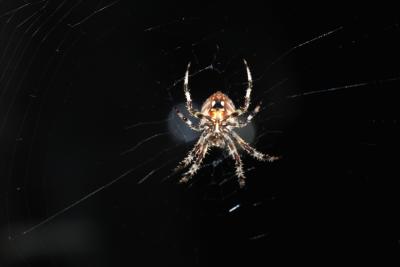 IMG07152.jpg
