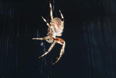 IMG07153.jpg