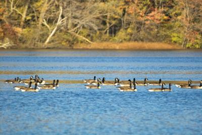 Geese on Shepherd Lake 1
