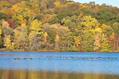 Geese on Shepherd Lake 2