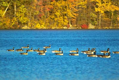 Geese on Shepherd Lake 3