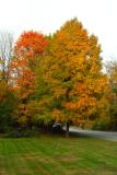 Tree on Pulis Avenue