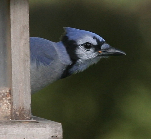 Blue Jay (Cyanocitta cristata)