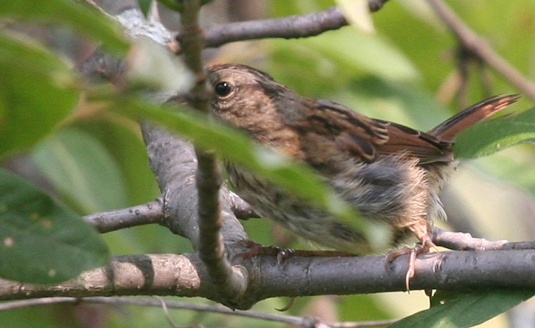 Song Sparrow