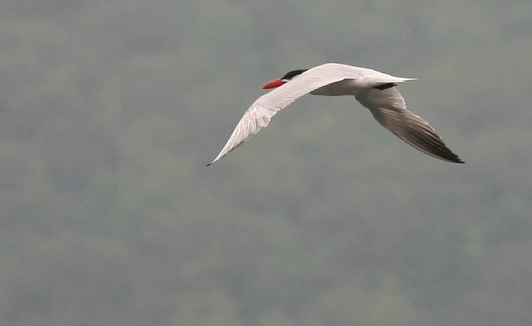 Caspian Tern