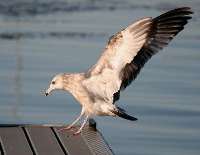 Glaucous Gull