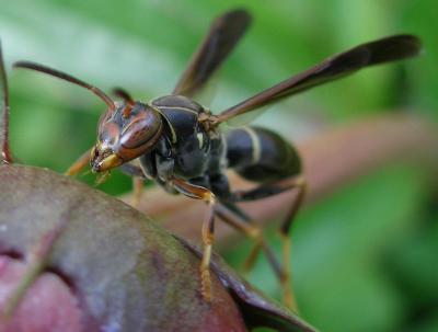 Western Paper Wasp