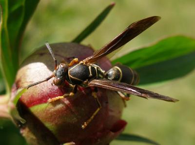 Western Paper Wasp