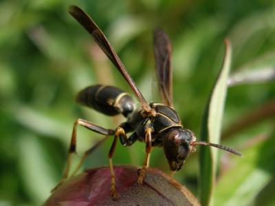 Western Paper Wasp