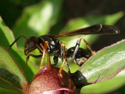 Western Paper Wasp