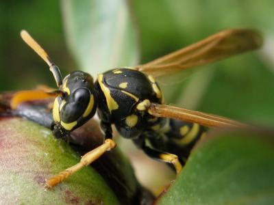 European Paper Wasp