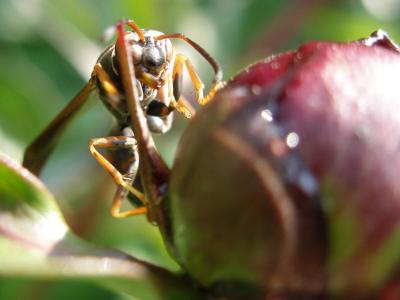 Western Paper Wasp