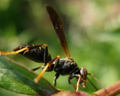 Western Paper Wasp