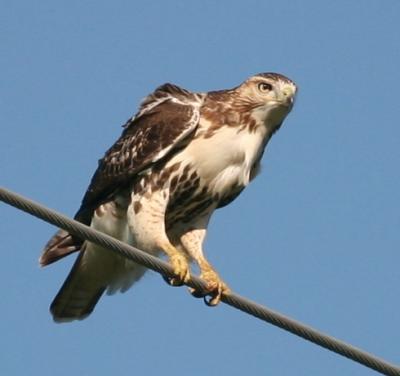 Red Tail Hawk Sequence 2