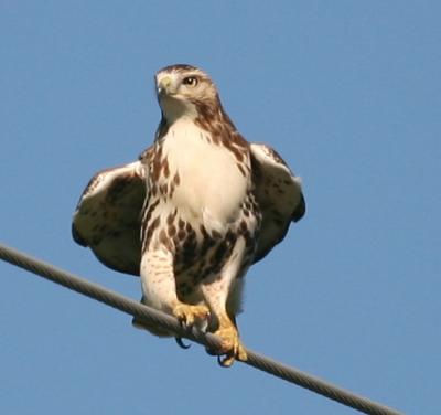 Red Tail Hawk Sequence 2