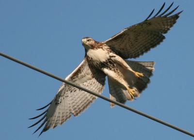 Red Tail Hawk Sequence 2