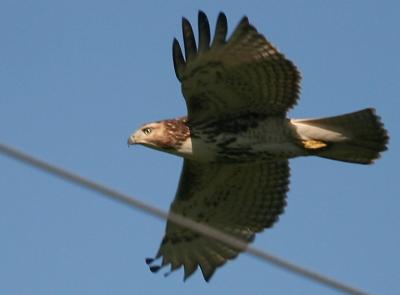 Red Tail Hawk Sequence 2