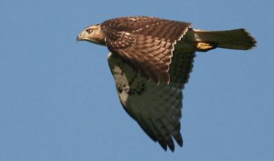 Red Tail Hawk Sequence 2