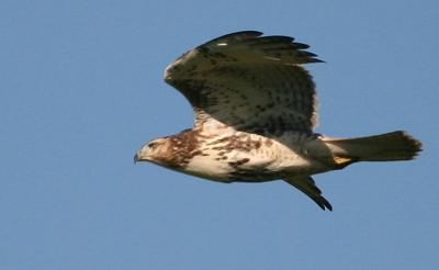 Red Tail Hawk Sequence 2