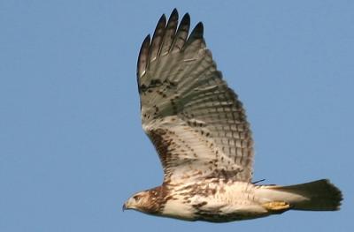 Red Tail Hawk Sequence 2