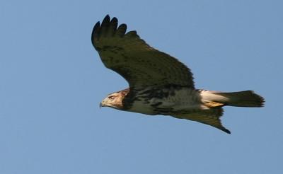 Red Tail Hawk Sequence 2
