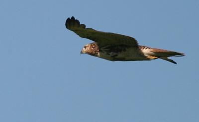 Red Tail Hawk Sequence 2