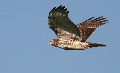 Red Tail Hawk Sequence 2