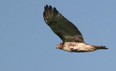 Red Tail Hawk Sequence 2