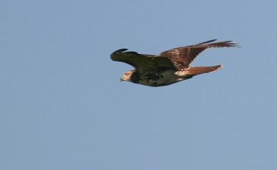 Red Tail Hawk Sequence 2