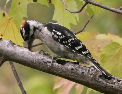 Downy Woodpecker (male)