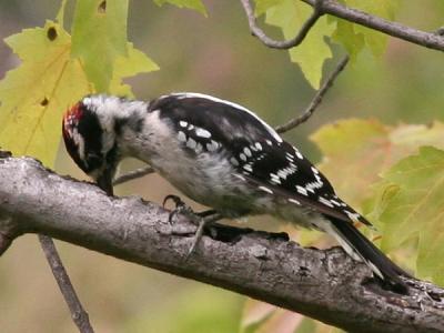 Downy Woodpecker (male)