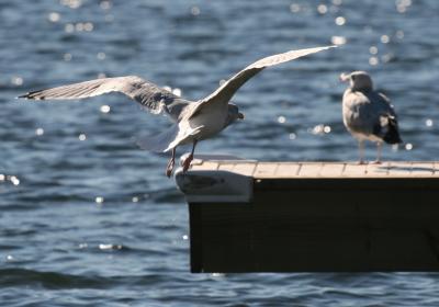 Ring-Billed Gull