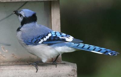 Blue Jay (Cyanocitta cristata)