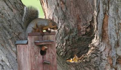 Grey Squirrel