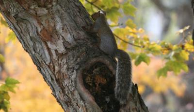 Grey Squirrel