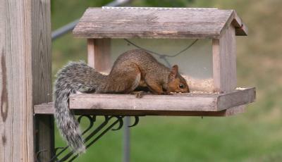 Grey Squirrel