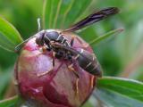 Western Paper Wasp