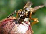 Western Paper Wasp