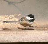 Black-capped Chickadee (Poecile atricapilla)