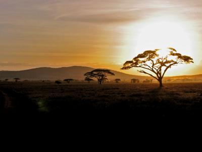 Serengeti Landscape - sun set