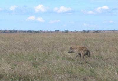 Spotted Hyena