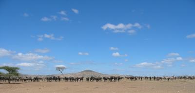 v3/60/587760/3/50289862.Wildebeest.hidinglion.1.jpg