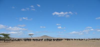 Wildebeest - hiding lion