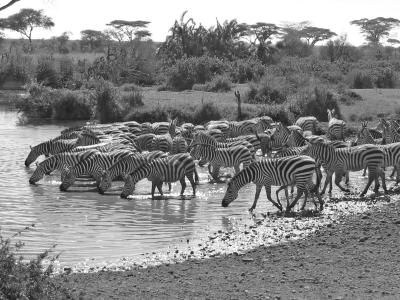 Zebra.Water hole