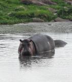 Hippos