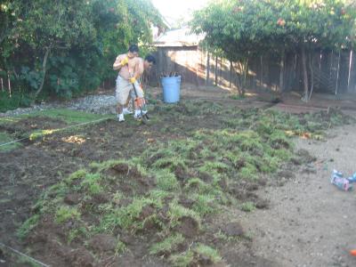 A pretty good amount of grass coming up.