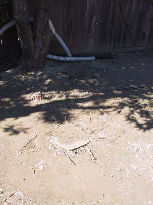 No more tree here!