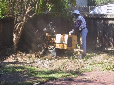 The stump grinder: an amazing machine!  We had to call in the pros for some serious excavation!