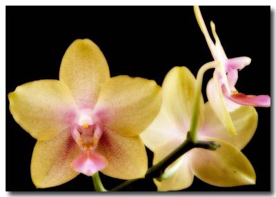 Phalaenopsis Bonica